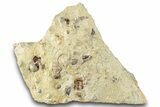 Seafloor with Trilobite, Brachiopod, Ostrocod & Coral Fossils #286272-1